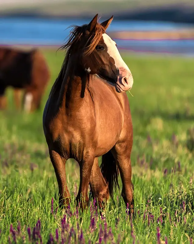 Vente de chevaux près de Dreux